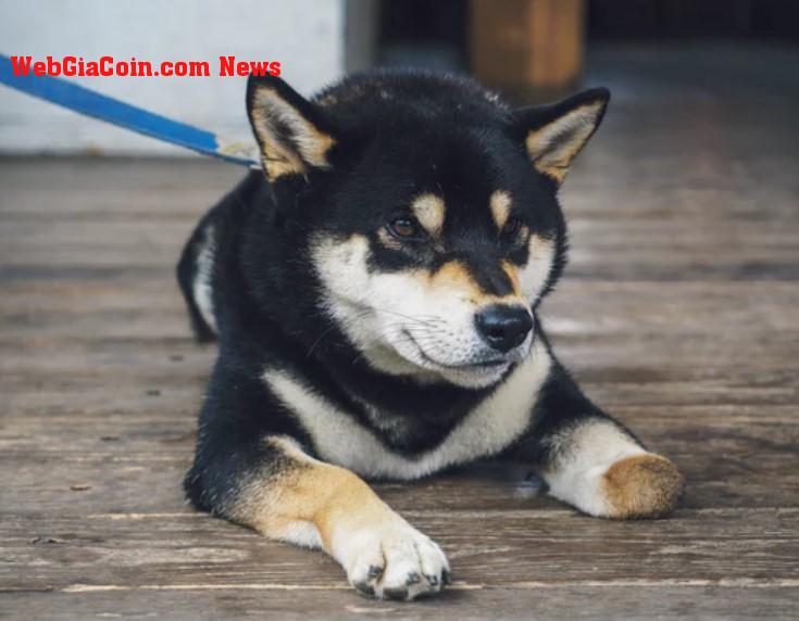 Shiba Inu đã tăng 20% trên danh sách Robinhood như thế nào, hãy ý xem có biến động không