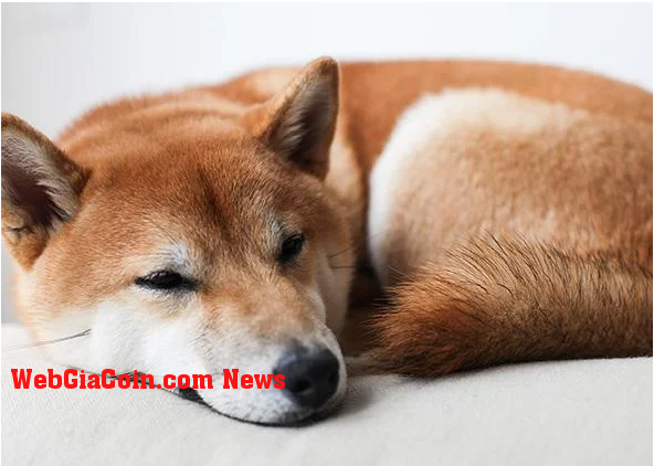 Shiba Inu hiển thị biến động giá đáng ngạc nhiên - SHIB có thể bỏ qua Đường phẳng?