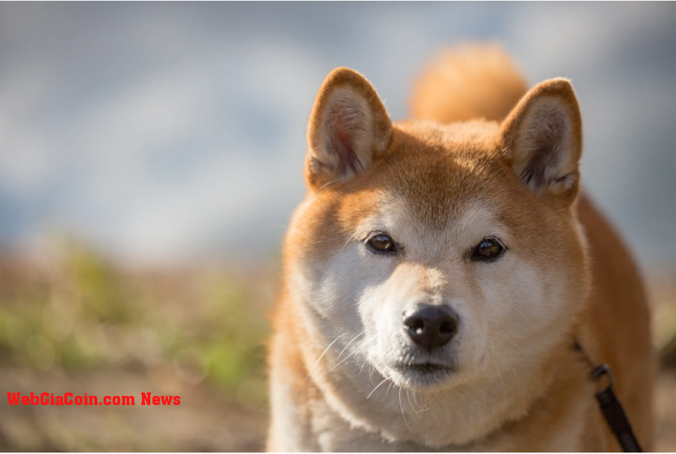 Shiba Inu (SHIB) Tích lũy ở mức giá này có thể thuận lợi