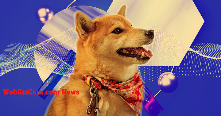 Nhóm Dogecoin cảnh báo Dogechain là 