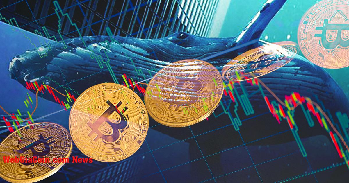 Nghiên cứu: Dữ liệu cho thấy cá voi Bitcoin đang ồ ạt bán giữ