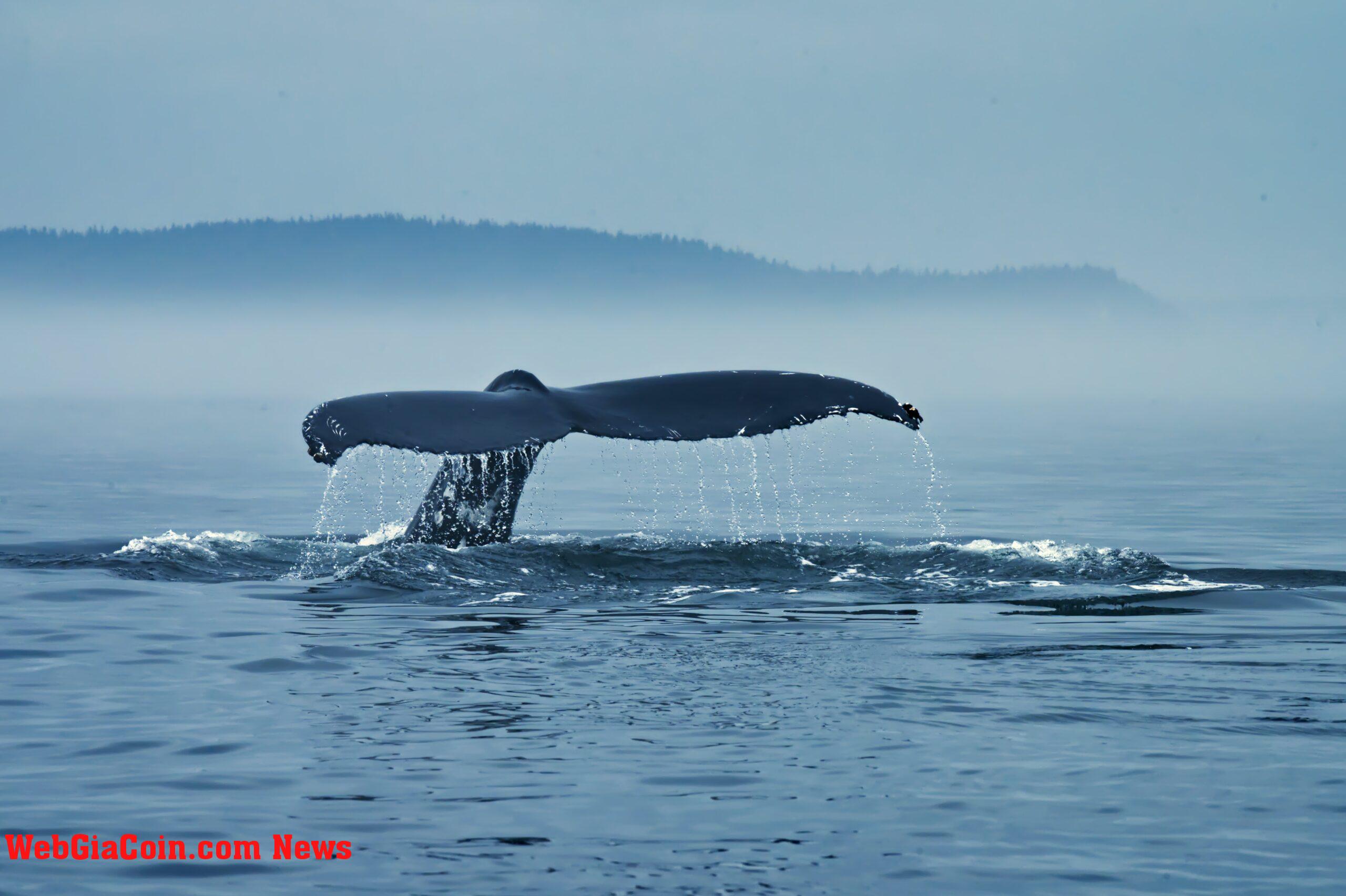 Dữ liệu trên giao dịch cho thấy Bitcoin Whale bán tháo đằng sau $ 19k