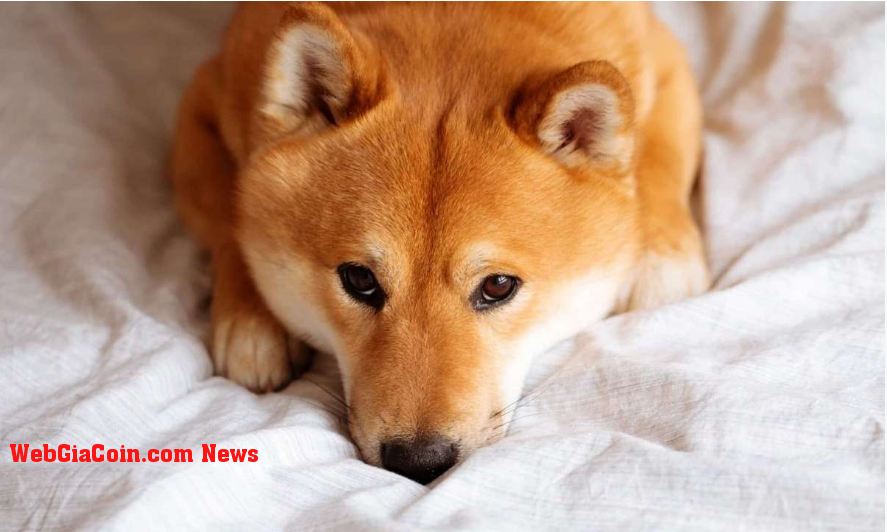 Shiba Inu: Hỗ trợ mới tìm thấy này sẽ định giá SHIB như thế nào