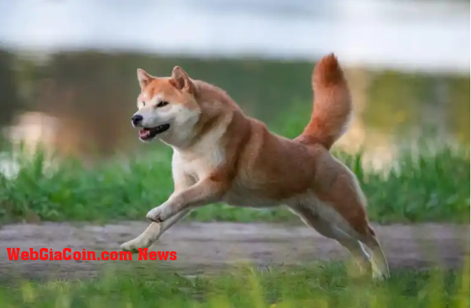 Shiba Inu tăng 30% trong 7 ngày qua - SHIB có thể duy trì tốc độ?