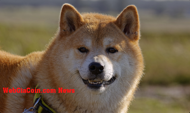 Dogecoin (DOGE) hiện là loại tiền điện tử phổ biến thứ 4 trên BitPay