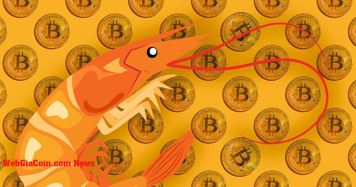 Tôm bitcoin đã tích lũy được 35 nghìn BTC trong 30 ngày qua