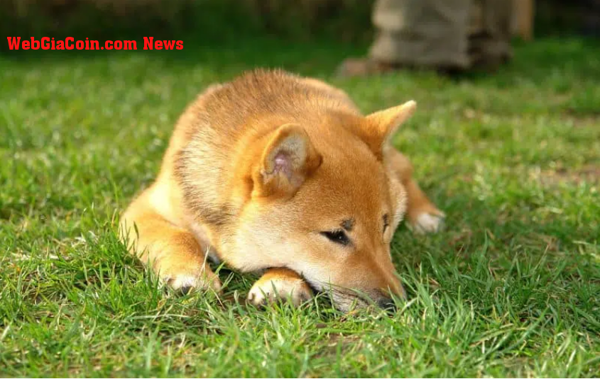 Giá Shiba Inu: Đây có phải là thời điểm tốt đầu tư hay cắt lỗ?