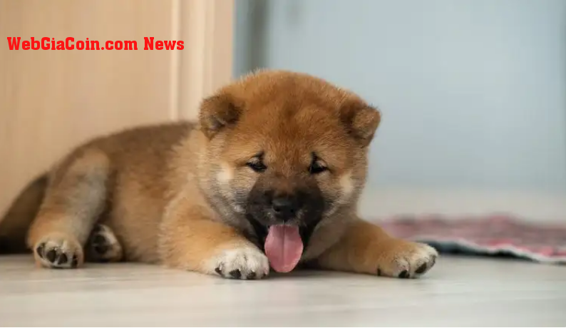 BabyDoge trở nên tích cực Với phí triển khai bằng 0