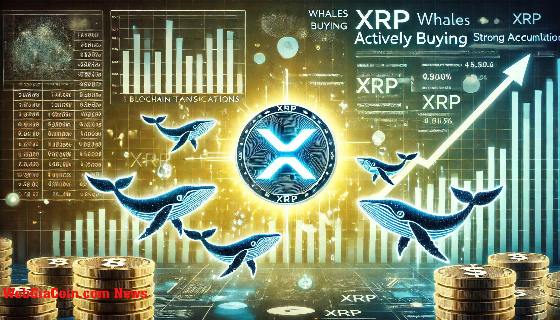 Cá voi XRP đang tải lên – Dữ liệu tiết lộ hoạt động mua