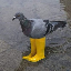 Biểu tượng logo của Pigeon In Yellow Boots
