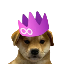 Biểu tượng logo của DogWif2.0
