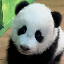 Biểu tượng logo của GUANGZHOU ZOO NEW BABY PANDA