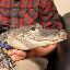 Biểu tượng logo của Emotional Support Alligator