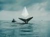 giá bitcoin Hoạt động thương mại cho thấy Cá voi Ethereum đang tìm kiếm nơi ẩn náu trong Stablecoin