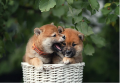 giá bitcoin: Baby Doge Coin tăng trưởng 124% trong 7 ngày qua