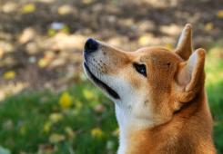 giá bitcoin: Shiba Inu trở nên nghiêm túc: Shib Alpha Layer đánh dấu sự kết thúc của kỷ nguyên Meme