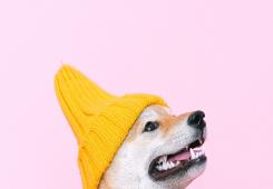 giá bitcoin: Double Win: Dogwifhat tăng 24% trong dài hạn khi mua bitcoin với mức tăng 107.000 đô la