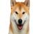 Shiba Inu tạo đà: Giá 