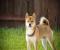 Shiba Inu có thể bùng nổ 500% - nhà phân tích cảnh báo