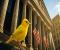 Canary tiếp tục chiến lược ETF altcoin với đơn đăng ký ra mắt quỹ Injective với Staking