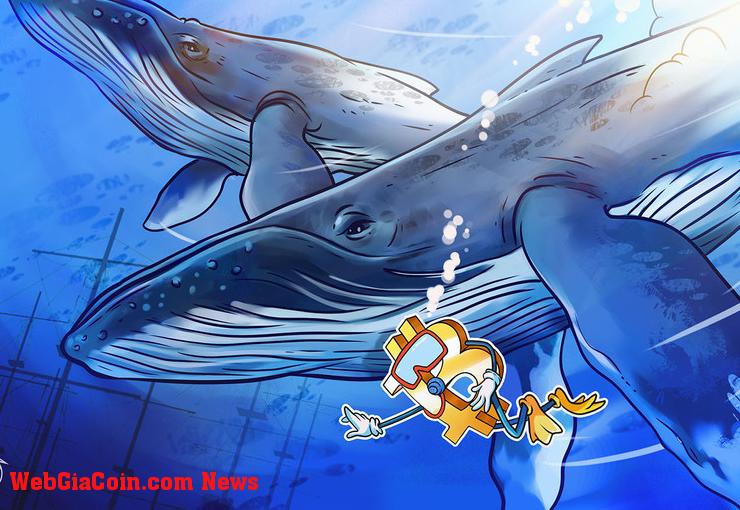 Cá voi bitcoin lấp đầy túi của họ bất chấp cảnh báo giá BTC có thể giảm xuống dưới 40 nghìn đô la