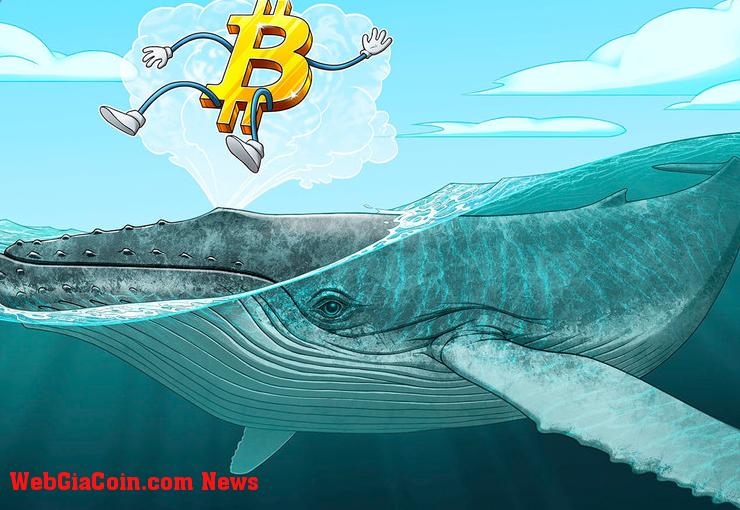 Cá voi Bitcoin nhỏ có thể giữ giá BTC khỏi 